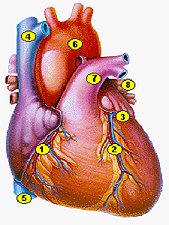 endoskopi-kalp-ameliyatini-kabus-olmaktan-cikardi1